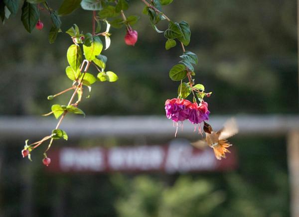 Lake Wenatchee Pine River Ranch B&B المظهر الخارجي الصورة